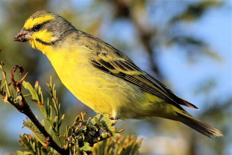 25 Best Birds To Watch For In Hawaii