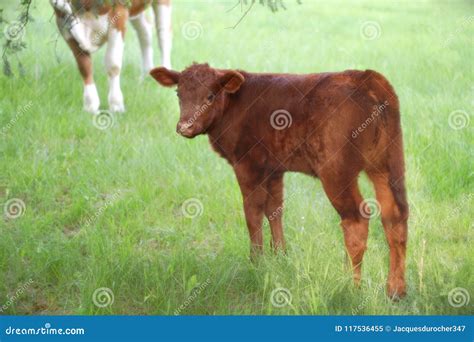 Young Cow Veal Calf Grazing In Green Field Summer Farming Agriculture