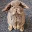 Grumpy Bunny  YouTube