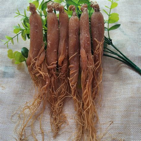 500g Pure natural high quality Red Ginseng root for 10 years.Radix ...
