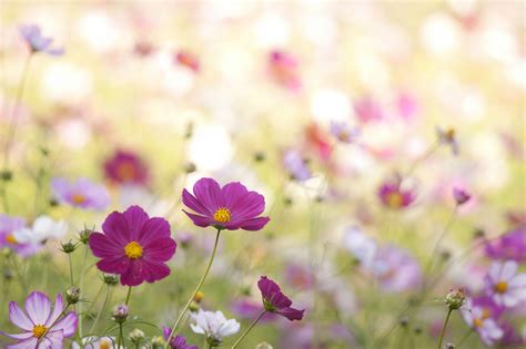 ✓ free for commercial use ✓ high quality images. Macro, July wallpapers and images - wallpapers, pictures ...