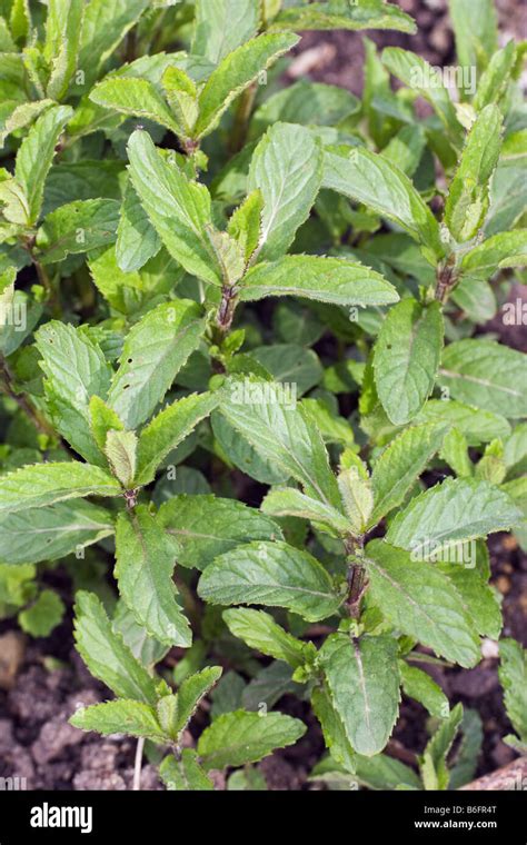 Pfefferminz Mentha Piperita Hi Res Stock Photography And Images Alamy