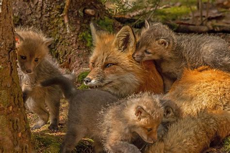 Mother Fox And Her Kits Photograph By Steve Dunsford Fine Art America