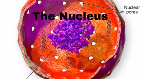 In the title animal cell parts and functions, the word part pertains to organelles; Cell parts and function-Nucleus-Nucleur membrane-nucleolus ...