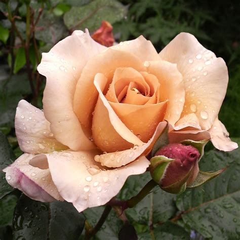 Julias Rose Ludwigs Roses