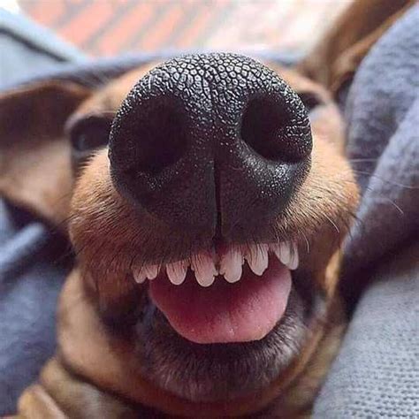 Imgur Animal Noses Smiling Dogs Dog Nose