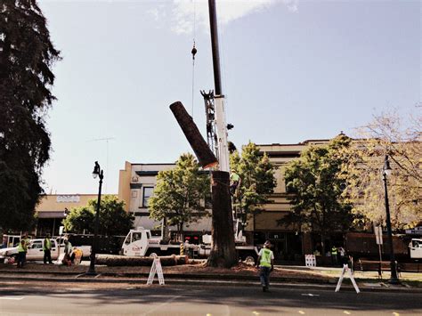 Petaluma Redwood Tree Cut Down - Sonoma Marin Arborists