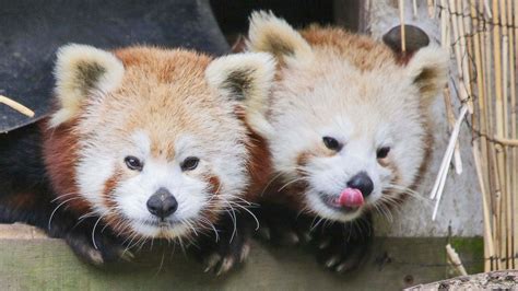 Red Panda Escapes From California Zoo Fox News