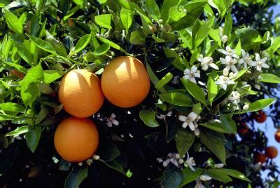 Never spray insecticides on blooming fruit trees or when pollinators are present. Cross Pollination Between Orange & Lemon Trees | Home ...