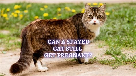 Can A Spayed Female Cat Get Pregnant Pseudopregnancy In Cats
