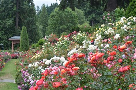 Considering that portland is called the rose city i would highly recommend that everybody go up to the rose gardens. Washington Park - Picture of Washington Park, Portland ...