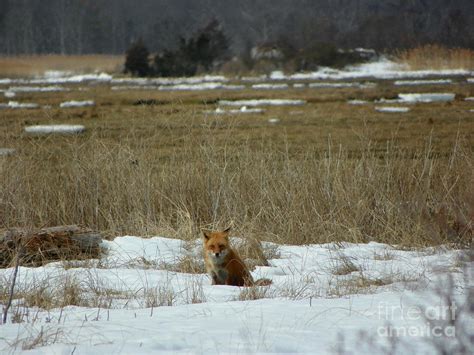 926 D765 Salisbury State Reservation Fox Photograph By Robin Lee