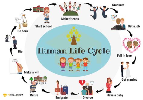 Life Cycle Of Human Human Life Cycle Stages Of Human Life Cycle Porn