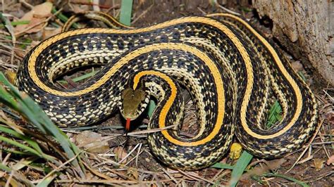 Do Garter Snakes Have Teeth They Are Venomous