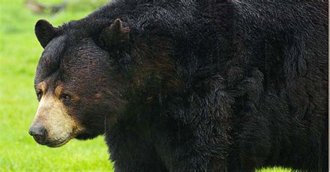 Tests Confirm Rabies In Black Bear Found Dead Grand View Outdoors