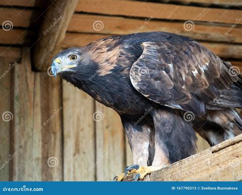 Golden Eagle Sits On A Wooden Platform The Bird S Gaze Is Wary Stock