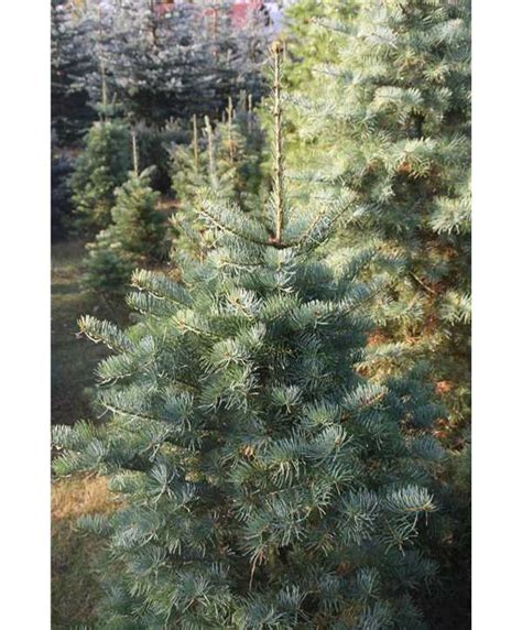 Um den passenden baum zu finden, gilt es in erster linie einmal die eigenen. Abies concolor , Weihnachtsbaum- Colorado-Tanne ...