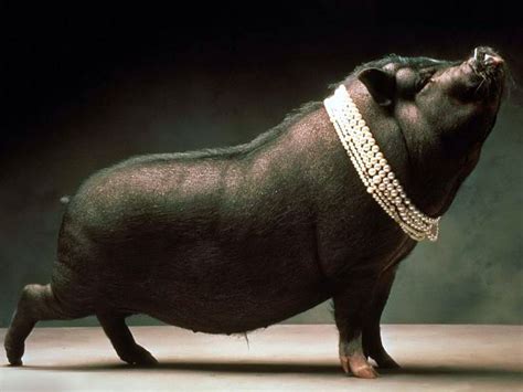 Pig In Pearls Pig Pictures Pet Pigs Funny Pigs