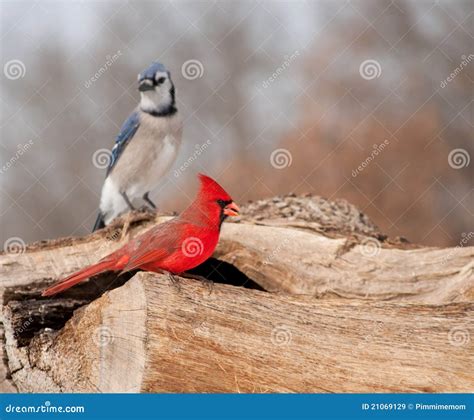 Bright Red Northern Cardinal Sitting On A Log Stock Image Image Of