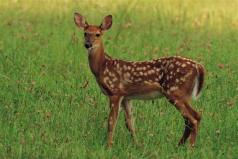 Aug 20, 2016 · deer destroys the beauty of the garden by feeding on the plants when in hunger. Flowers and Shrubs That Deer Won't Eat