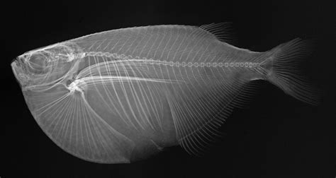 X Ray Fish Photos 41 Incredible Shots From The Smithsonian Institute