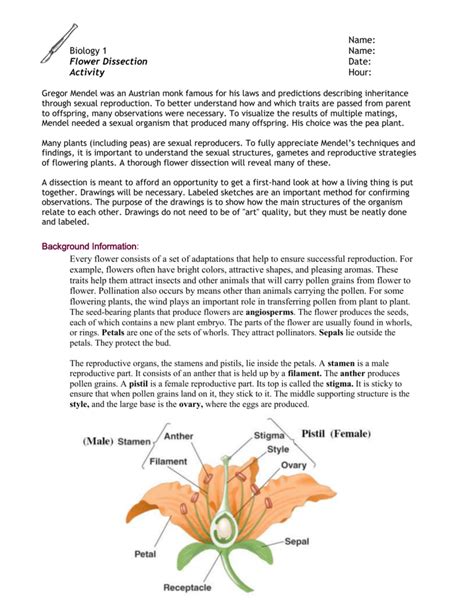 Https://tommynaija.com/worksheet/flower Dissection Lab Worksheet