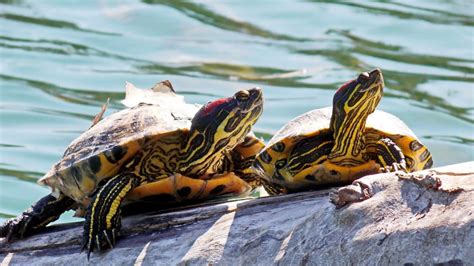 Male Vs Female Red Eared Slider 7 Differences The Turtle Hub