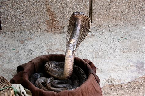 King cobra vs monocled cobra. King Cobra Snakes Latest Hd Picture/Wallpapers 2013 ...