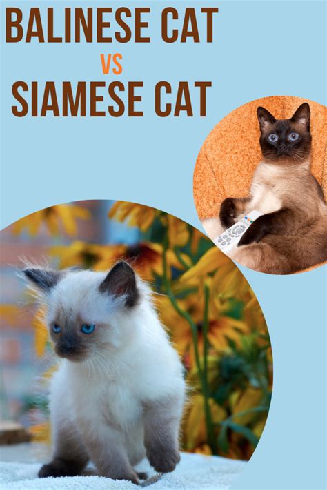 Balinese Cat Vs Siamese Cat Which One Is Better