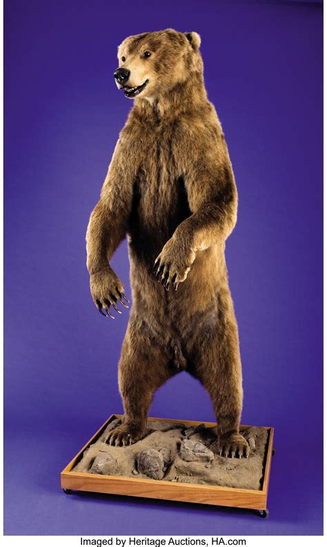 Standing Alaskan Brown Bear Full Body Mount Zoology Taxidermy