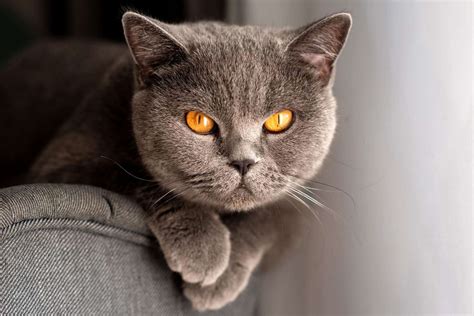 British Shorthair Cat Breed Information And Characteristics