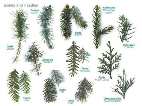 Pine Spruce Fir Tree Leaves Spruce And Fir Trees Have Their Needles