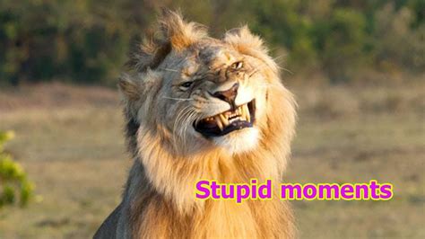 Lion King Top 5 Stupid Moments Funny Animal Youtube