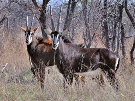 Sable Antelope Howies Wildlife Images