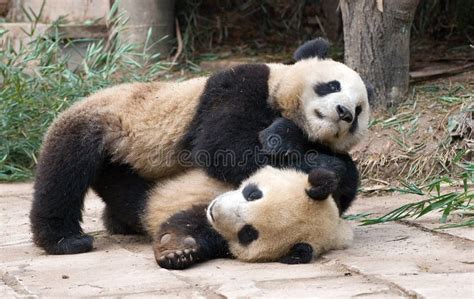 Panda Fighting For An Apple Stock Photo Image Of Animal Sleeping