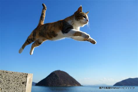 Psbattle Leaping Cat Midair Rphotoshopbattles