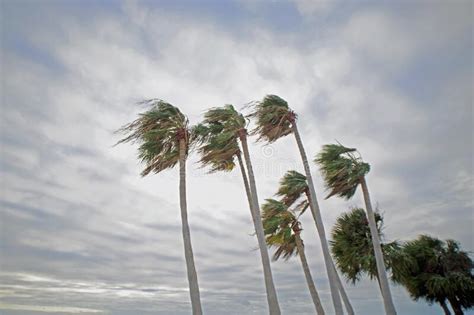 Palm Trees During Hurricane Leaning Stock Image Image Of Water Tree