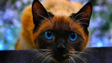 Siamese Cat Wallpapers For Desktop 66 Images