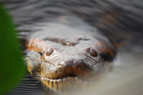 The Green Anaconda Is The Worlds Heaviest Snake May Exceed 500 Pounds