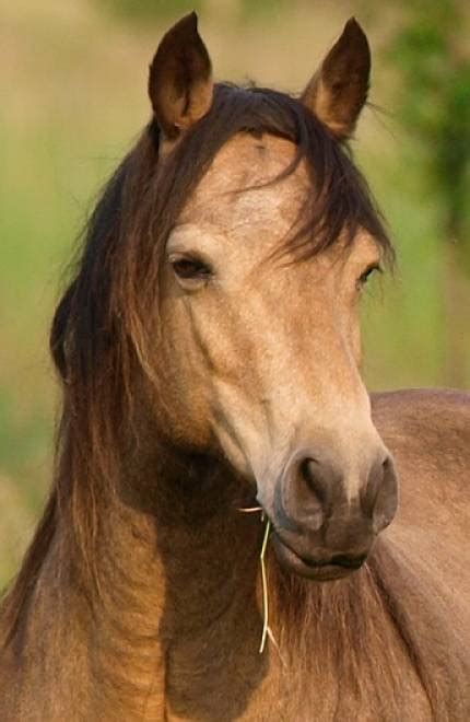 mustang horse animal facts encyclopedia