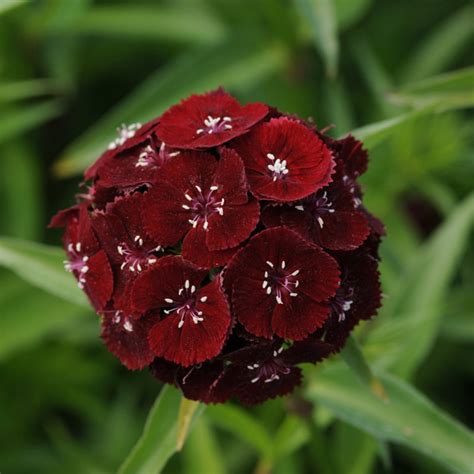 Burgundy Sweet William Florabundance Wholesale Flowers