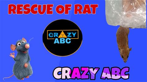 Rescue Of Rat🐀17 Oct 23 Crazy Abc Youtube