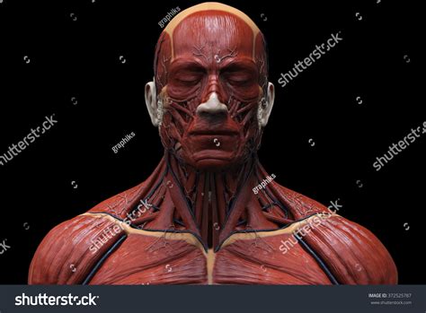 One particular feature of the digastric is that both bellies have different embryological origins. Human Anatomy Muscle Anatomy Face Neck Stock Illustration ...