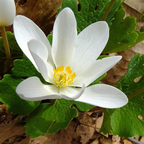 Bloodroot Holden Forests And Gardens