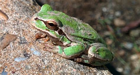 Species Identification What Is This Frog Biology Stack Exchange