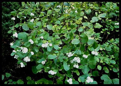 Symphoricarpos Albus Snowberry Bush Mail Order And Plant Profile