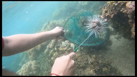 Sea Urchin Hunting White Beach Tagnanan Mabini Davao De Oro Youtube