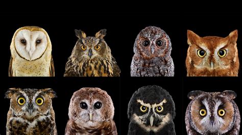 Who's Who | Audubon