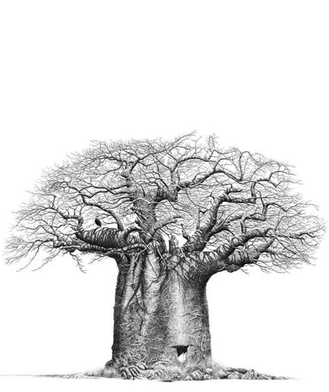 How To Draw A Baobab Tree Step By Step Curiocabinetswallmountedcompare