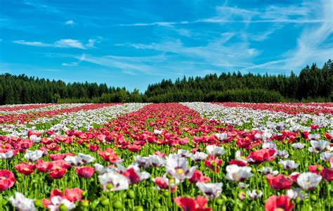 Free Images Landscape Meadow Flower Tulip Red Wildflower